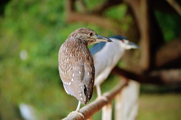 Socós à beira-rio vivem da pesca e encantam turistas (Foto: Wanderley Garcia)