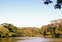 Lago no Horto Florestal de Tupi (Foto: Instituto Florestal)