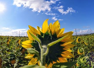 Campo de Girassóis (Fotos: Wanderley Garcia e Gloria Cavaggioni / Da Janela)
