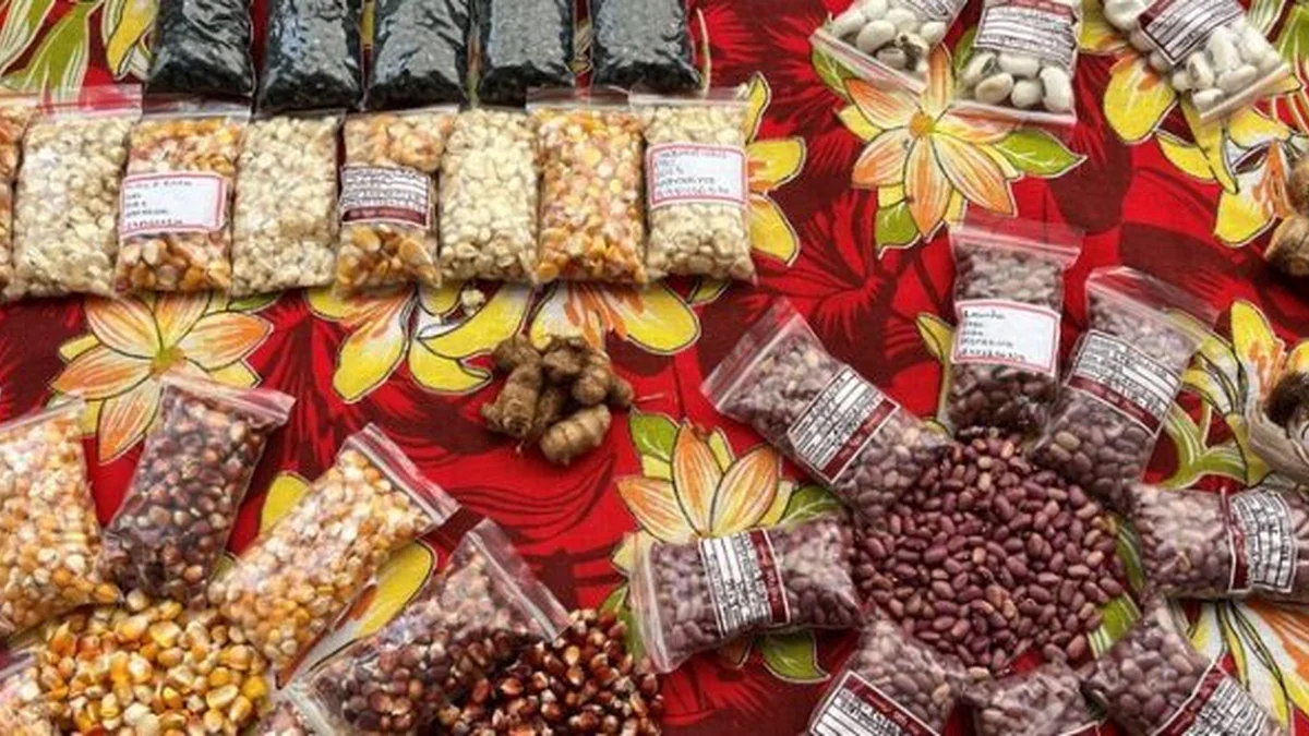 Casa De Sementes: Troca E Cata