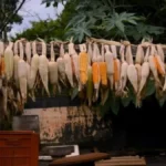 Cine-debate: Questão Agrária e Resistência Negra no Sesc Piracicaba