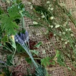 Clube da Horta: Vivência Agroecológica no SESC Piracicaba