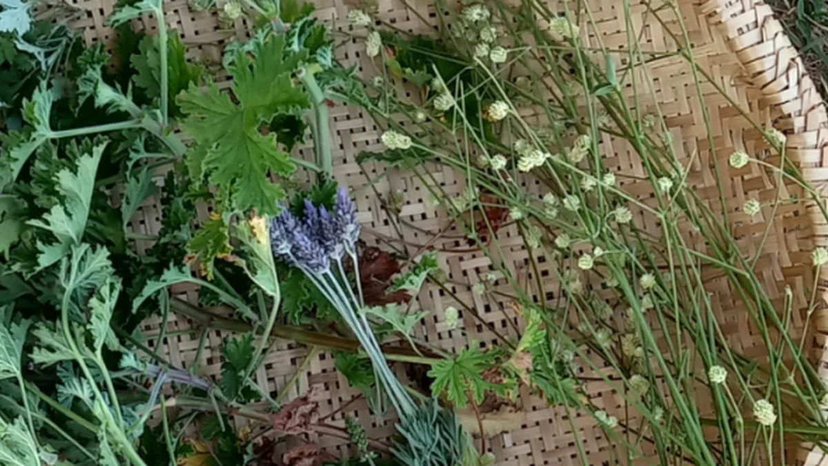 Clube Da Horta: Vivência Agroe