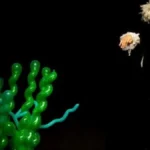 Palhaço Tomate – Show de Balões, Magia e Comédia no SESC Piracicaba