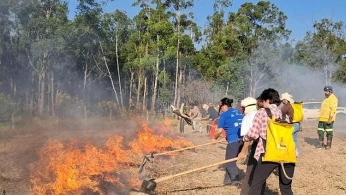 Sapo Joel E Cachorro Do Mato: