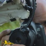 Macrofotografia de Abelhas Nativas: Oficina Gratuita no Sesc Piracicaba