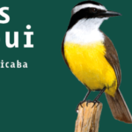 Re-Conhecendo Piracicaba: Aves no Horto Florestal